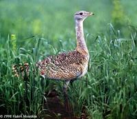 Great Bustard - Otis tarda