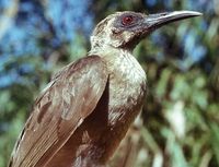 Black-faced Friarbird - Philemon moluccensis