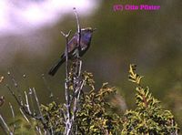 White-browed Tit Warbler - Leptopoecile sophiae