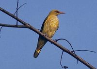 Eurasian Golden Oriole - Oriolus oriolus