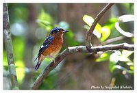 White-throated Rock Thrush - Monticola gularis