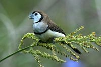 Double barred Finch