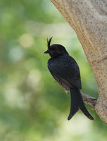 Crested Drongo (Dicrurus forficatus) photo