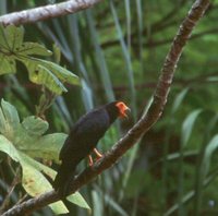 Black Caracara - Daptrius ater