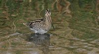 African Snipe - Gallinago nigripennis