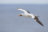 Nazca Booby (Sula granti) photo