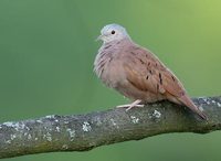 Ruddy Ground-Dove (Columbina talpacoti) photo