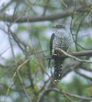 Oriental Cuckoo (Cuculus saturatus) photo