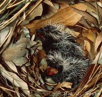 Pheasant Coucal - Centropus phasianinus