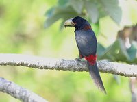 Collared Aracari - Pteroglossus torquatus