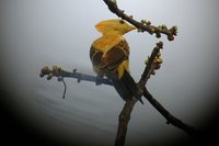 Cream-colored Woodpecker - Celeus flavus