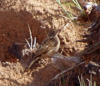 Bush Pipit - Anthus caffer