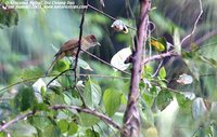 Ochraceous Bulbul - Alophoixus ochraceus