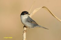 Sardinian Warbler - Sylvia melanocephala
