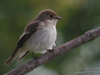 European Pied Flycatcher - Ficedula hypoleuca