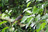 Chorister Robin-Chat - Cossypha dichroa