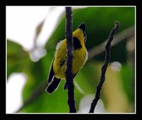 Black-breasted Boatbill - Machaerirhynchus nigripectus