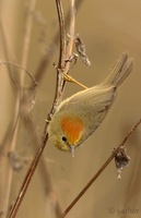 Rufous-capped Babbler - Stachyris ruficeps