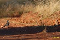 Chestnut-breasted Quail-thrush - Cinclosoma castaneothorax