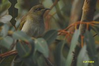 Brown Honeyeater - Lichmera indistincta