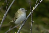 Red-eyed Vireo - Vireo olivaceus