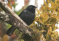 Glossy Flowerpiercer - Diglossa lafresnayii