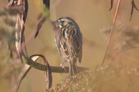 Savannah Sparrow - Passerculus sandwichensis