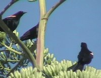 Red-shouldered Blackbird - Agelaius assimilis