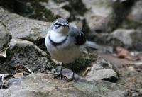 Mountain Wagtail