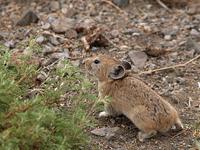 photo - Pika, Ochotona dauurica