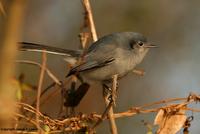 *NEW* Masked Gnatcatcher - female