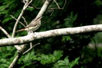 Streaked  flycatcher   -   Myiodinastes  maculatus   -