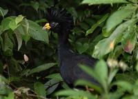 Great Curassow close-up  