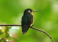 Femaile Gray-tailed Mountain-gem  