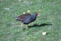 Dusky Moorhen