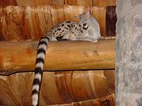 Common Genet (Genett) - Genetta genetta