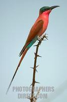 Southern Carmine Bee eater stock photo