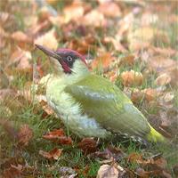 Green Woodpecker (Picus viridis)