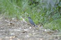 和名　イソヒヨドリ（雌）　　磯鵯鳥