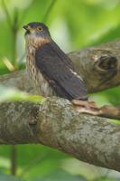 Malaysian Hawk-Cuckoo ( Cuculus fugax )