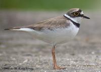 Little-Linged Plover Charadrius dubius 꼬마물떼새