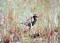 검은가슴물떼새 Pacific Golden Plover Pluvialis fulva