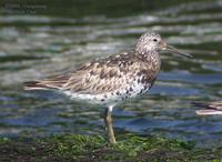 Great Knot Calidris tenuirostris 붉은어깨도요