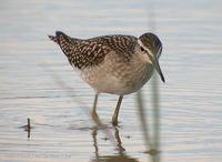 Wood Sandpiper Tringa glareola 알락도요