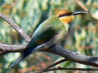 Rainbow Bee-eater