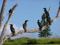 ...Little Black Cormorants, Phalacrocorax sulcirostris, Dulong Road, Queensland, January 2005.  Pho