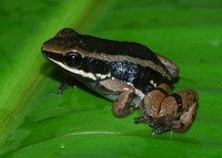 : Allobates talamancae; Striped Rocket Frog