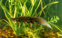 : Lissotriton vulgaris lantzi; Smooth Newt