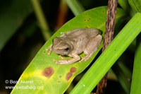 : Litoria tyleri; Tyler's Tree Frog