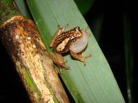: Philautus ochlandrae; Ochlandra Shrub Frog